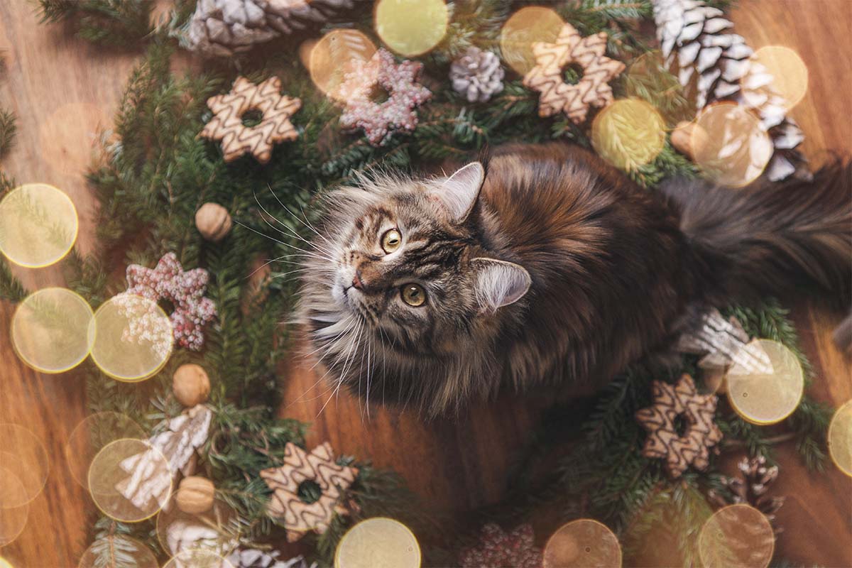 Tierarztpraxis Villa Vets in 29633 Munster - Katze im Advendskranz
